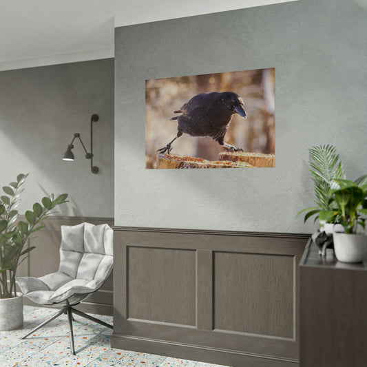Crow Doing The Splits Fine Art Print
