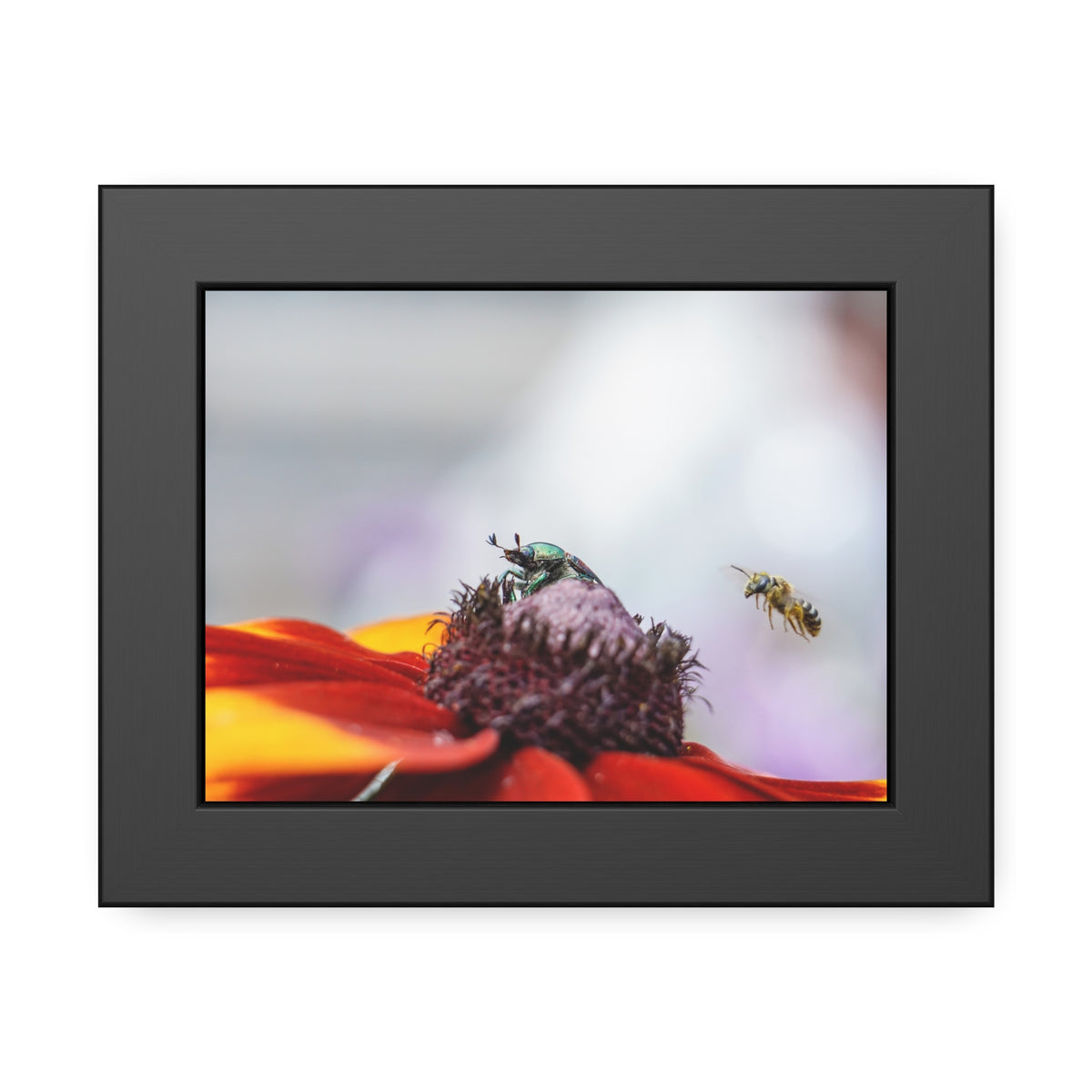 Japanese Beetle and Honey Bee Framed Print | Nature Photography