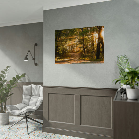 Sunbeams Streaming Onto Forest Path Fine Art Print