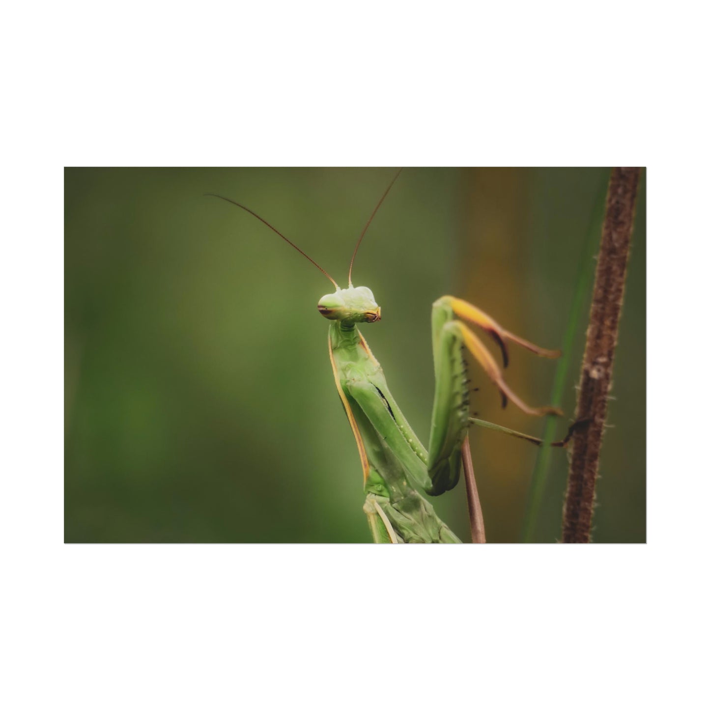 Majestic Mantis Fine Art Print