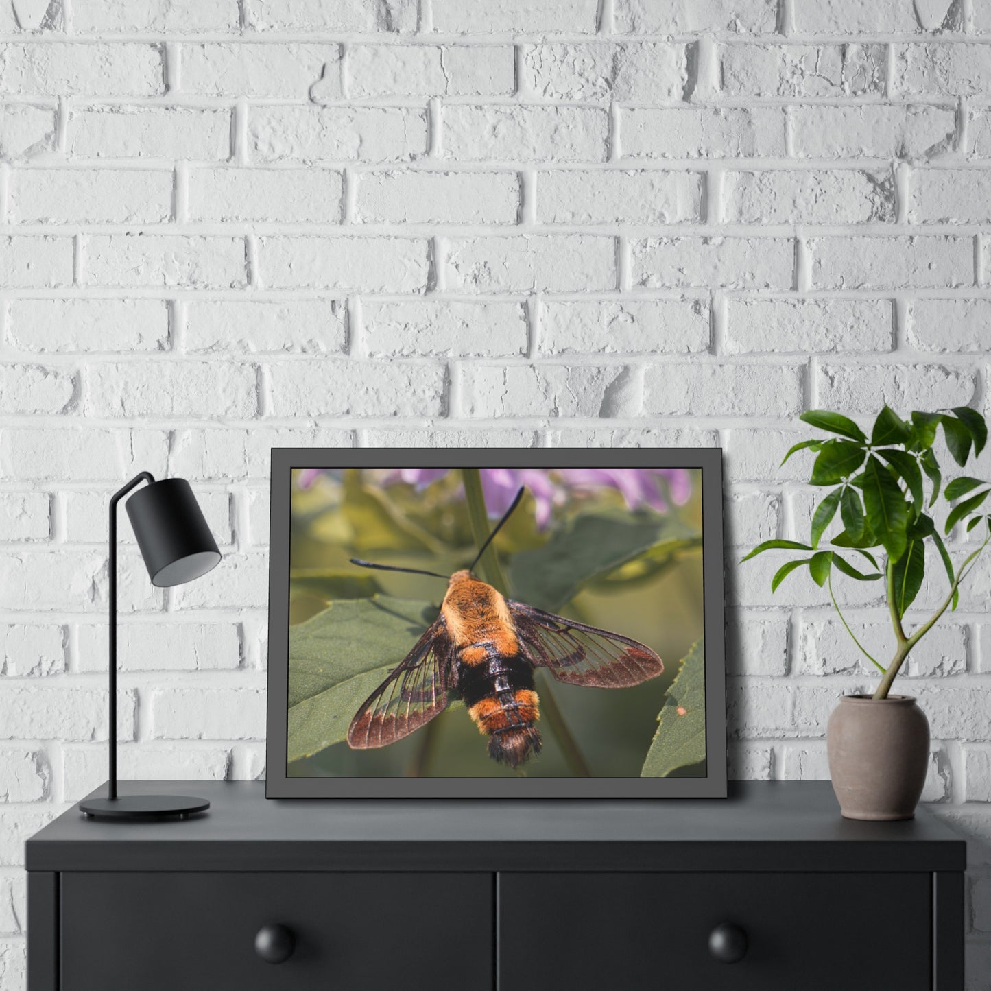Sleeping Hummingbird Moth Framed Print | Nature Photography