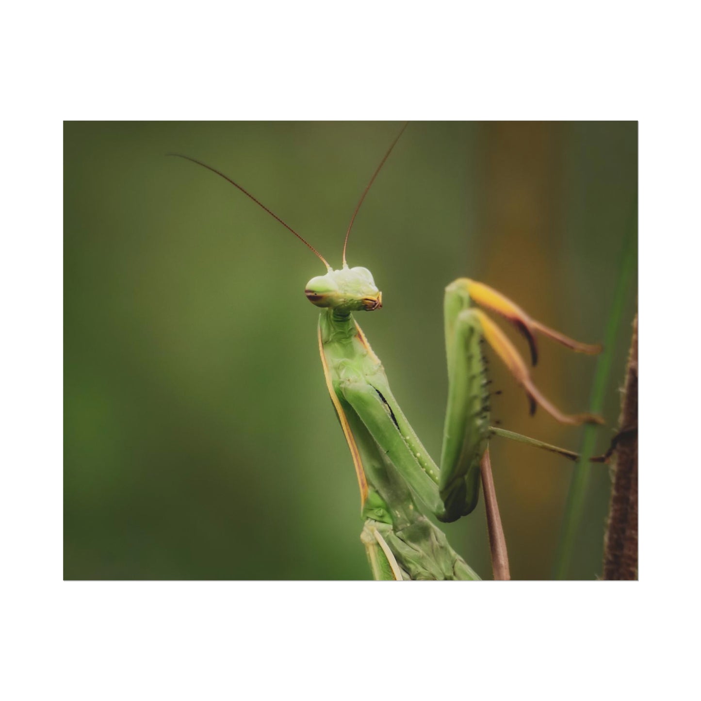 Majestic Mantis Fine Art Print