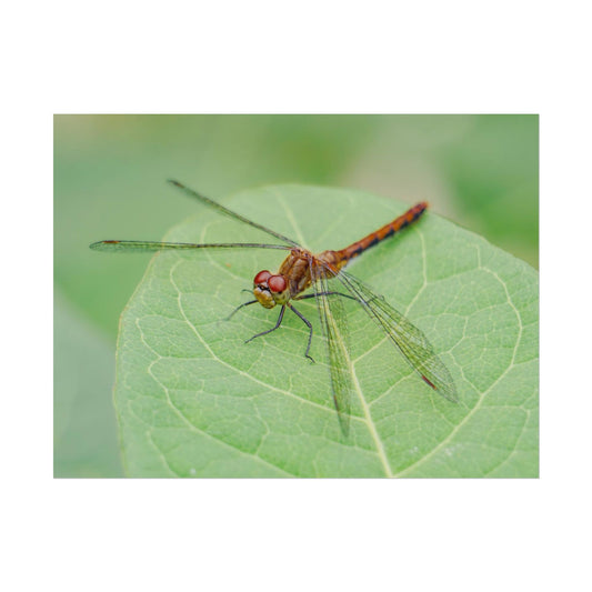 Dragonfly Poses on Leaf Fine Art Print | Macro Bugs