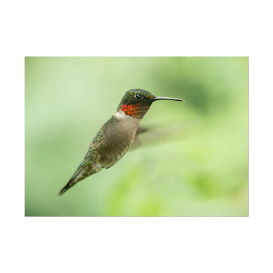 Hummingbird In-Flight Fine Art Print