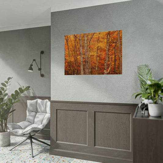 Forest of Autumn Colors Fine Art Print