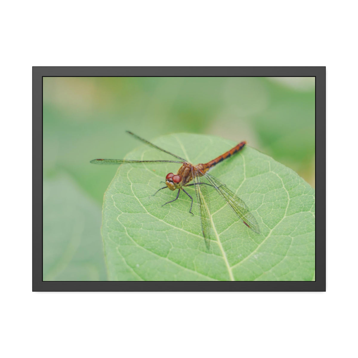 Dragonfly Poses on Leaf Framed Print | Nature Photography
