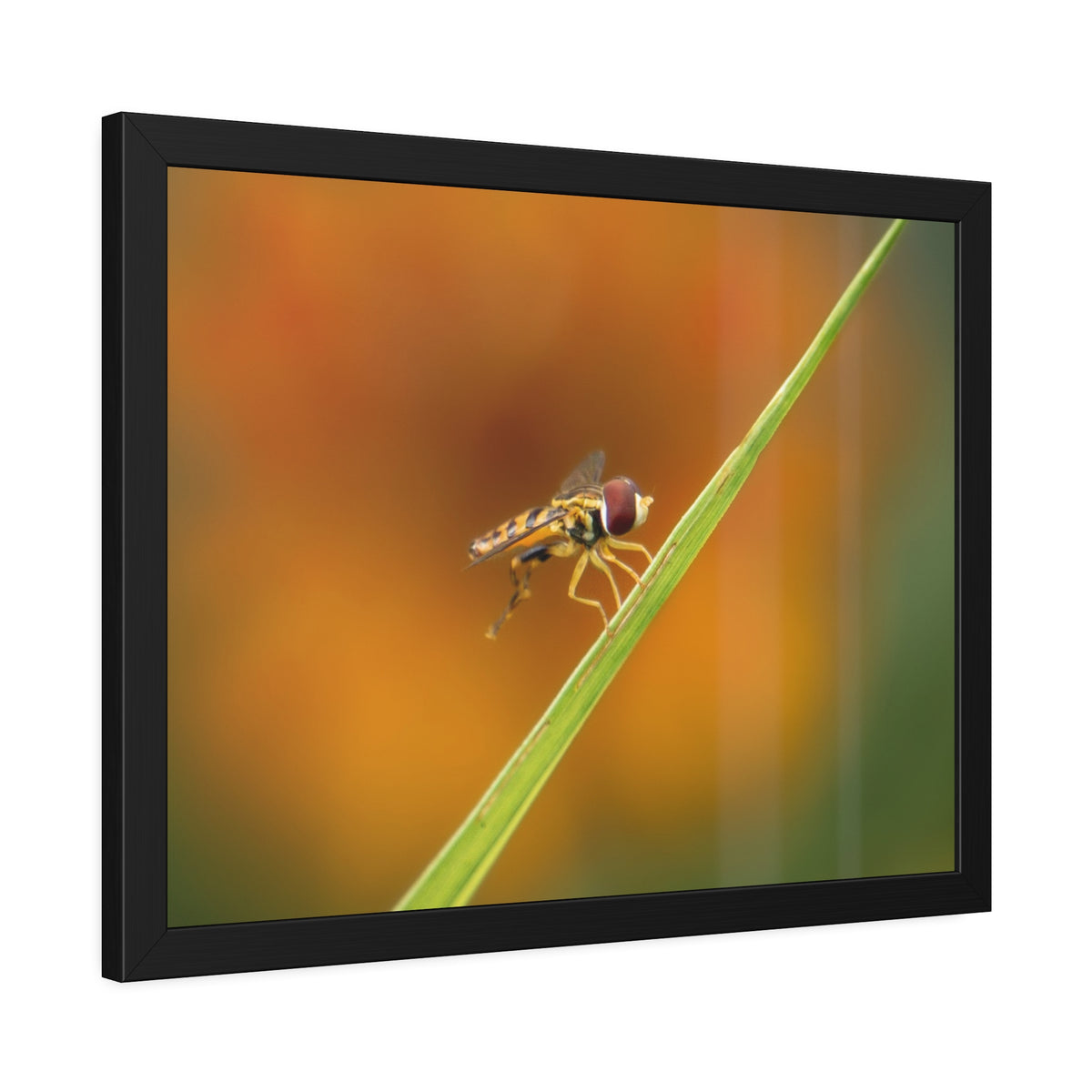 Flower Fly Super Macro Framed Print | Nature Photography