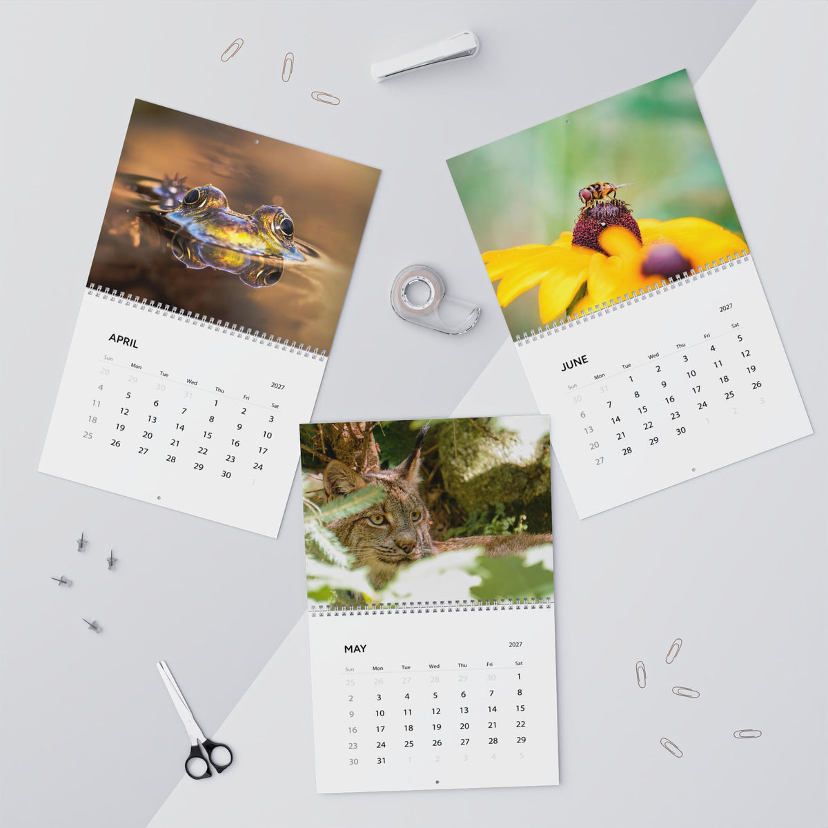 April through June pages of the Critters of Whimsy 2027 wall calendar, featuring a frog, a Canadian Lynx, and flower fly