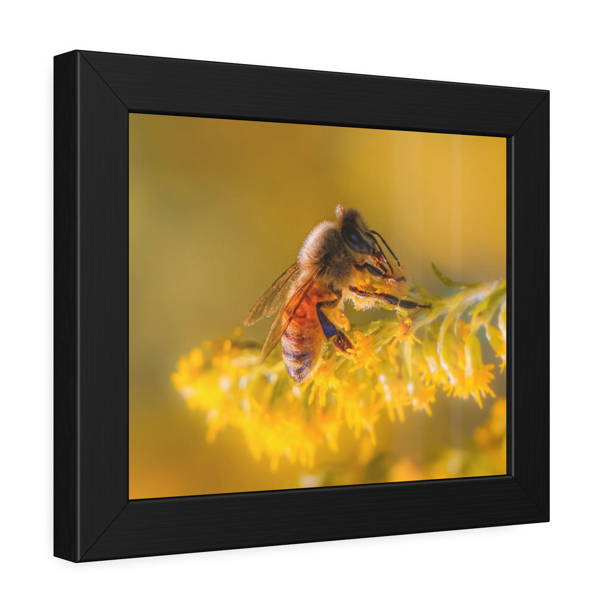 Golden Honey Bee Framed Print | Nature Photography