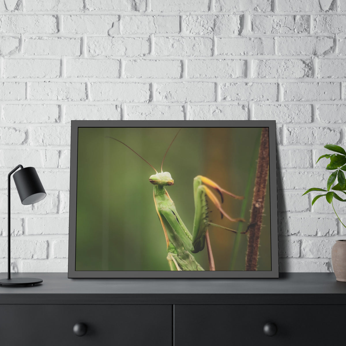 Majestic Mantis Framed Print | Nature Photography