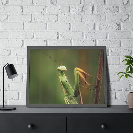 Majestic Mantis Framed Print | Nature Photography