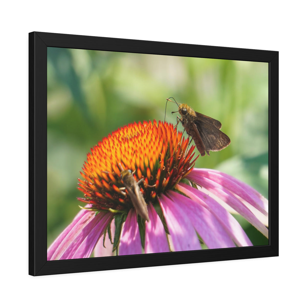 Little Glassywing Butterfly Framed Print | Nature Photography