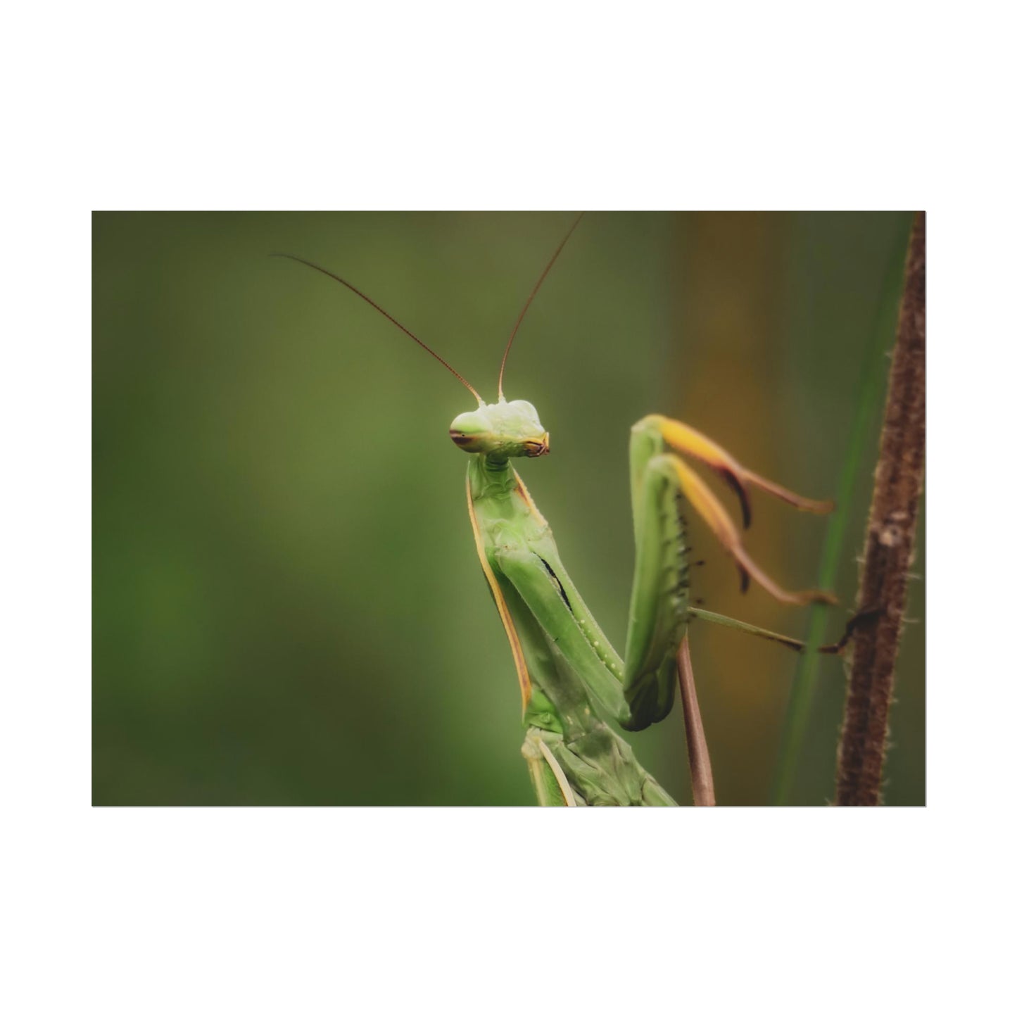 Majestic Mantis Fine Art Print