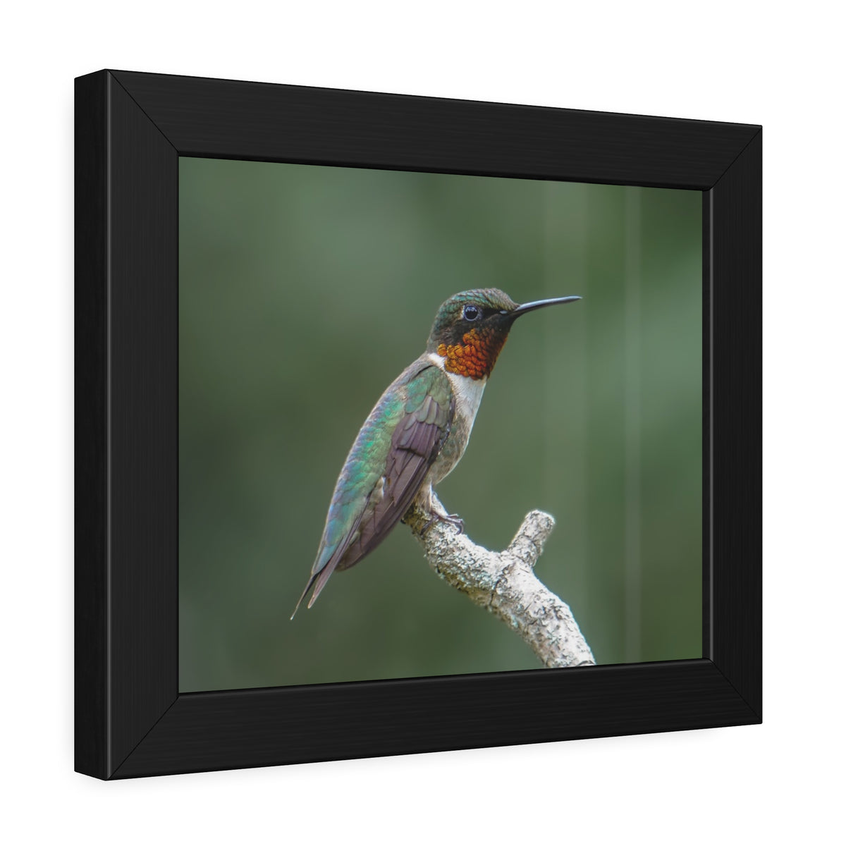 Ruby-Throated Hummingbird Framed Print | Nature Photography