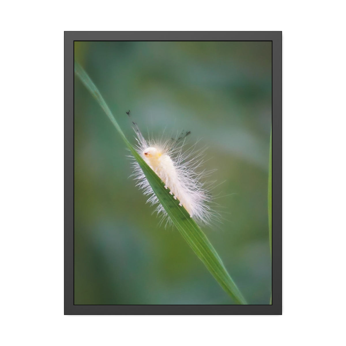 Fuzzy Feets Caterpillar Framed Print | Nature Photography