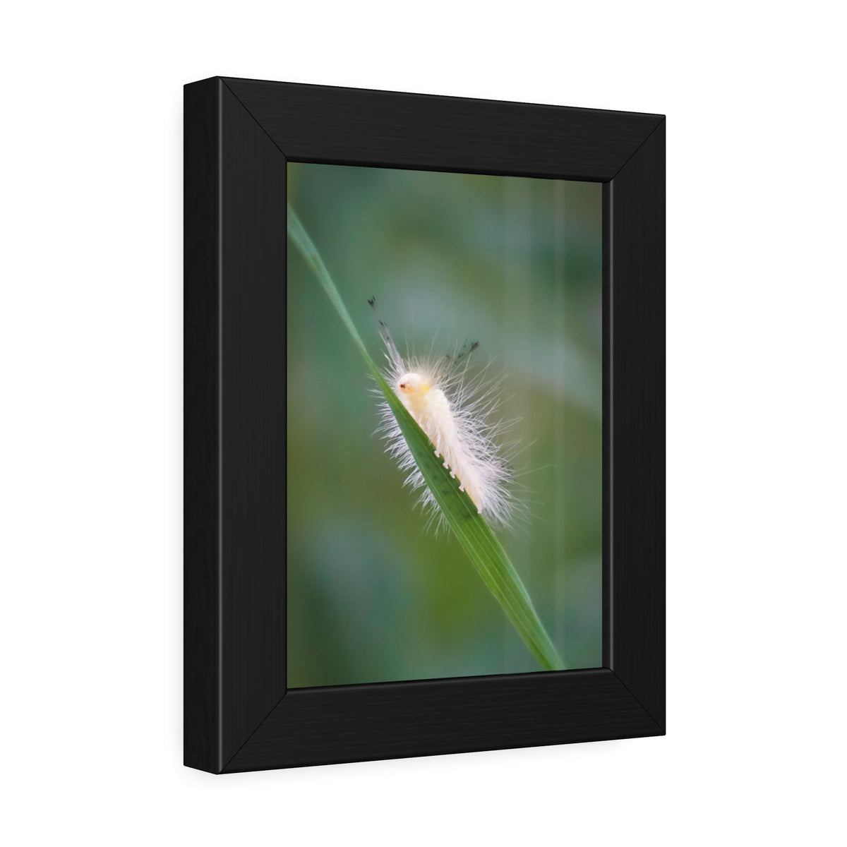 Fuzzy Feets Caterpillar Framed Print | Nature Photography