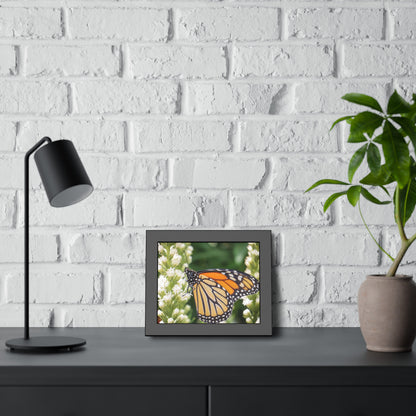 Monarch Butterfly in Garden Framed Print | Nature Photography