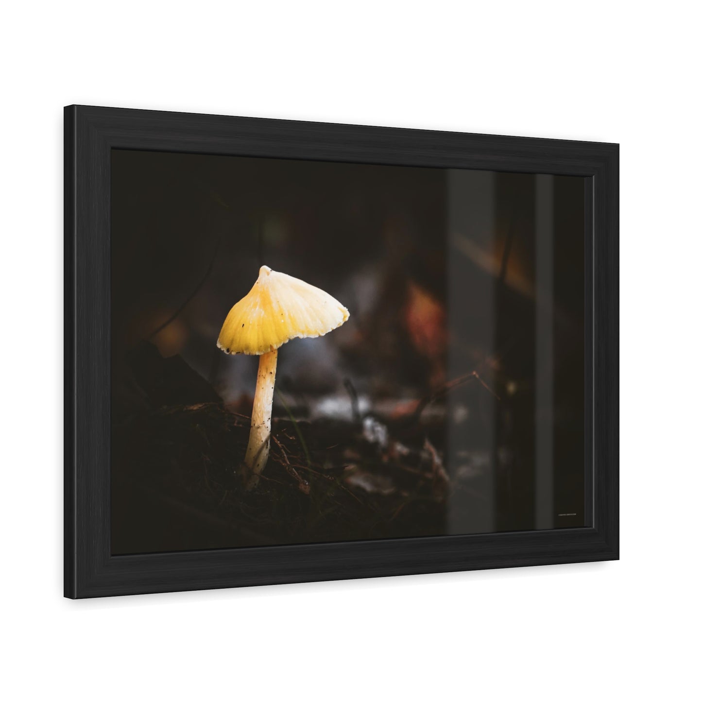 Mystical Magical Mushroomland Framed Fine Art Photograph