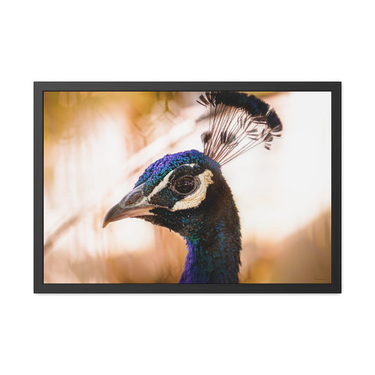 Peculiar Peacock Framed Fine Art Photograph