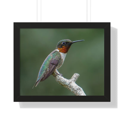 Ruby-Throated Hummingbird Framed Matte Print