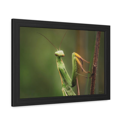 Majestic Mantis Framed Fine Art Photograph