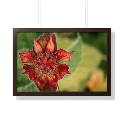 Fancy Red Bee Balm Flower Macro Framed Matte Print