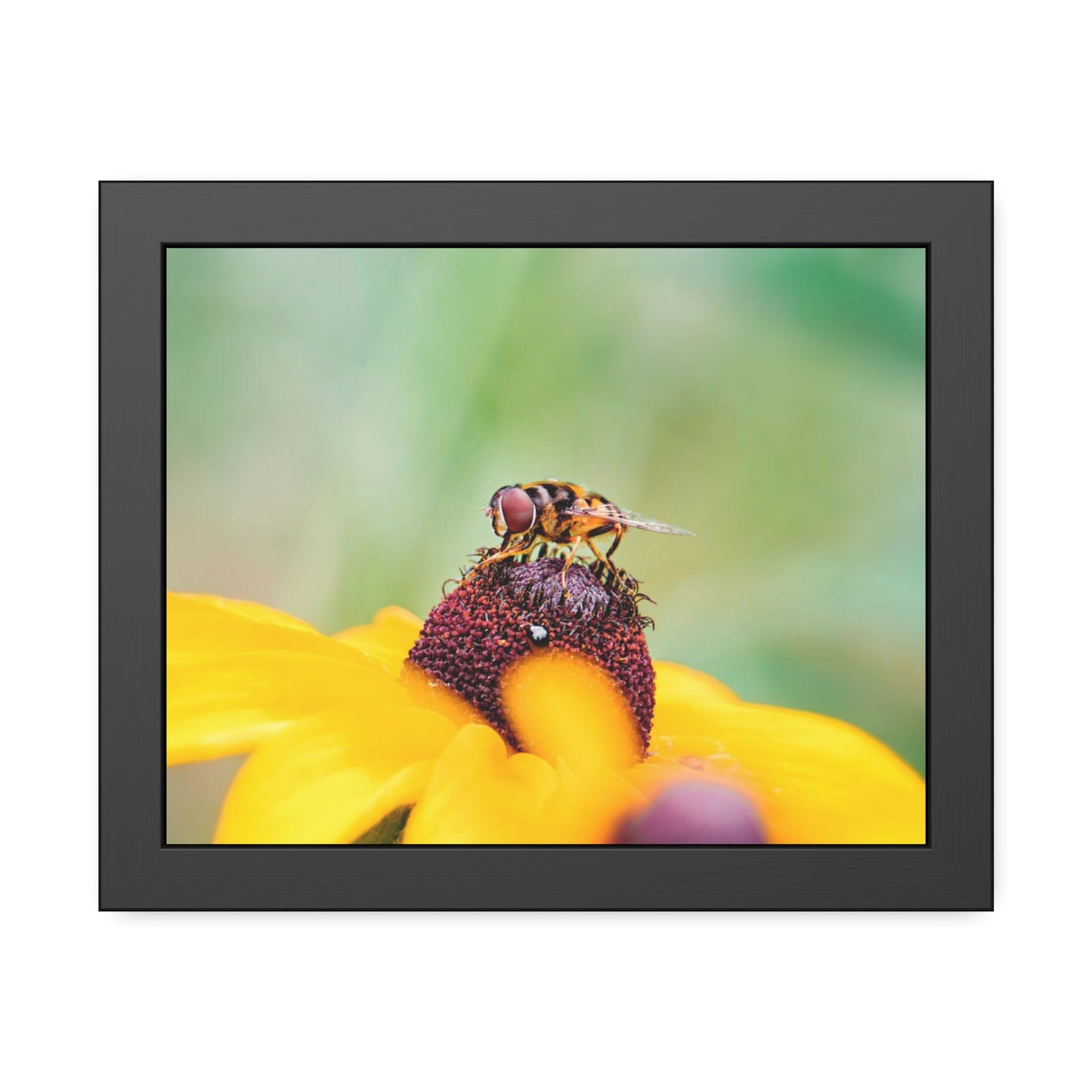 Flower Fly on Black-Eyed Susan Framed Print | Nature Photography