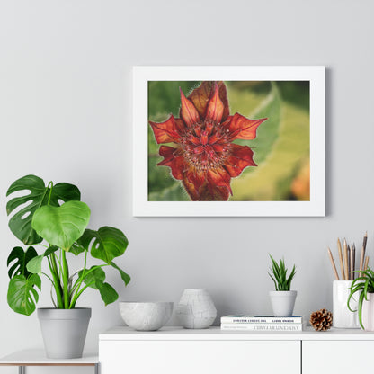 Fancy Red Bee Balm Flower Macro Framed Matte Print