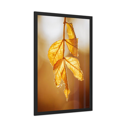 Leaves of Gold Framed Fine Art Photograph