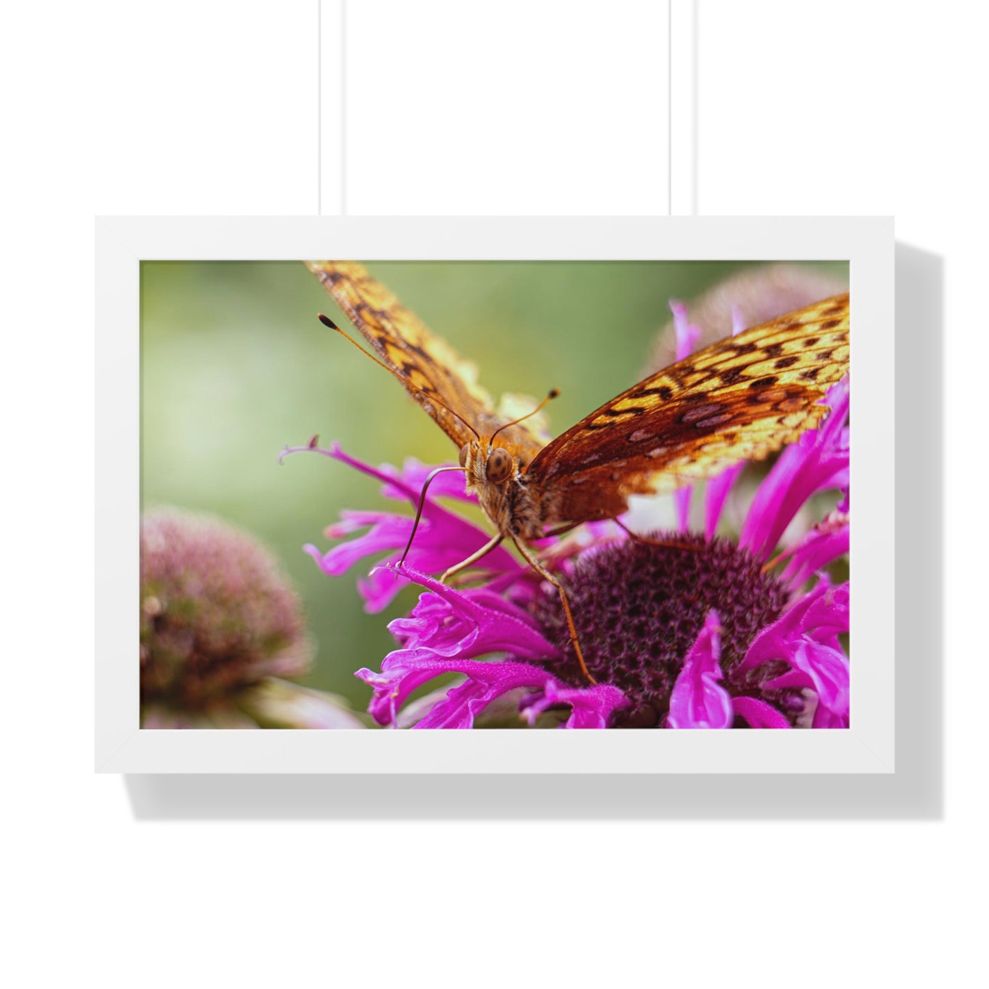 Fritillary Butterfly in Macro Framed Matte Print