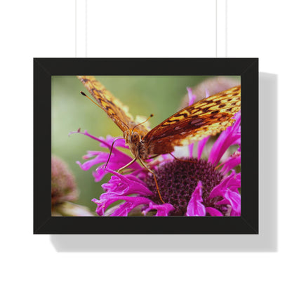 Fritillary Butterfly in Macro Framed Matte Print