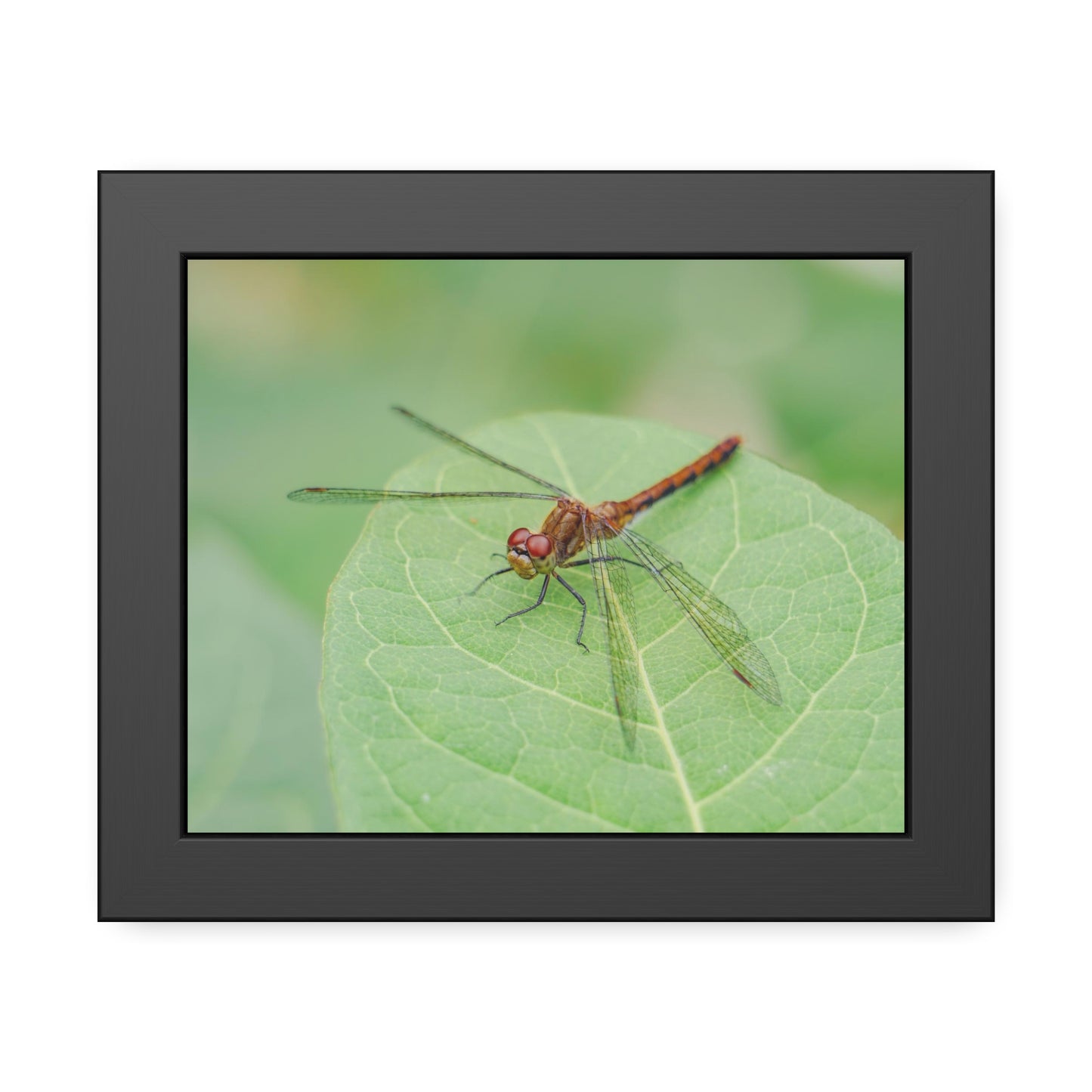 Dragonfly Poses on Leaf Framed Print | Nature Photography