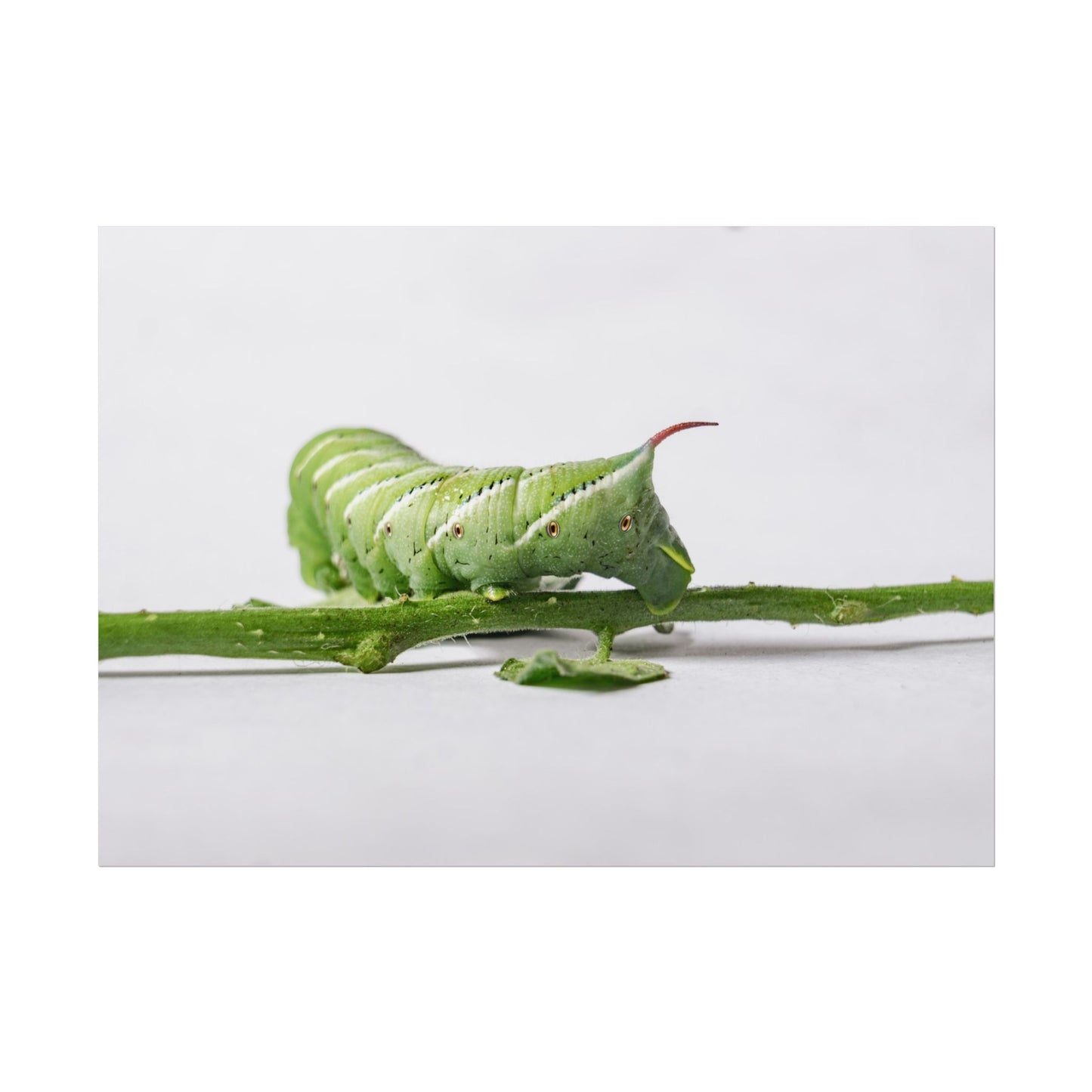 Tomato Hornworm Caterpillar Fine Art Print