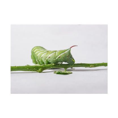 Tomato Hornworm Caterpillar Fine Art Print