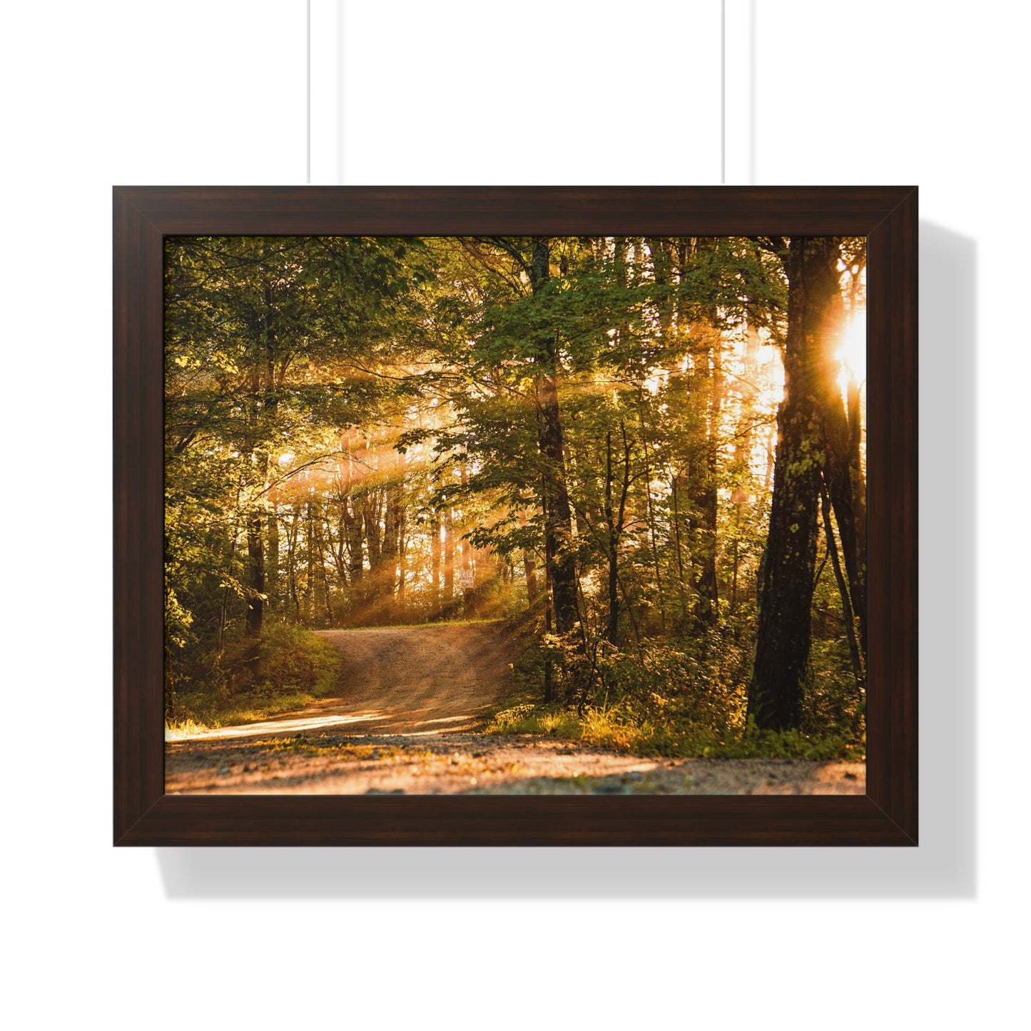 Sunbeams Streaming Onto Forest Path Framed Matte Print