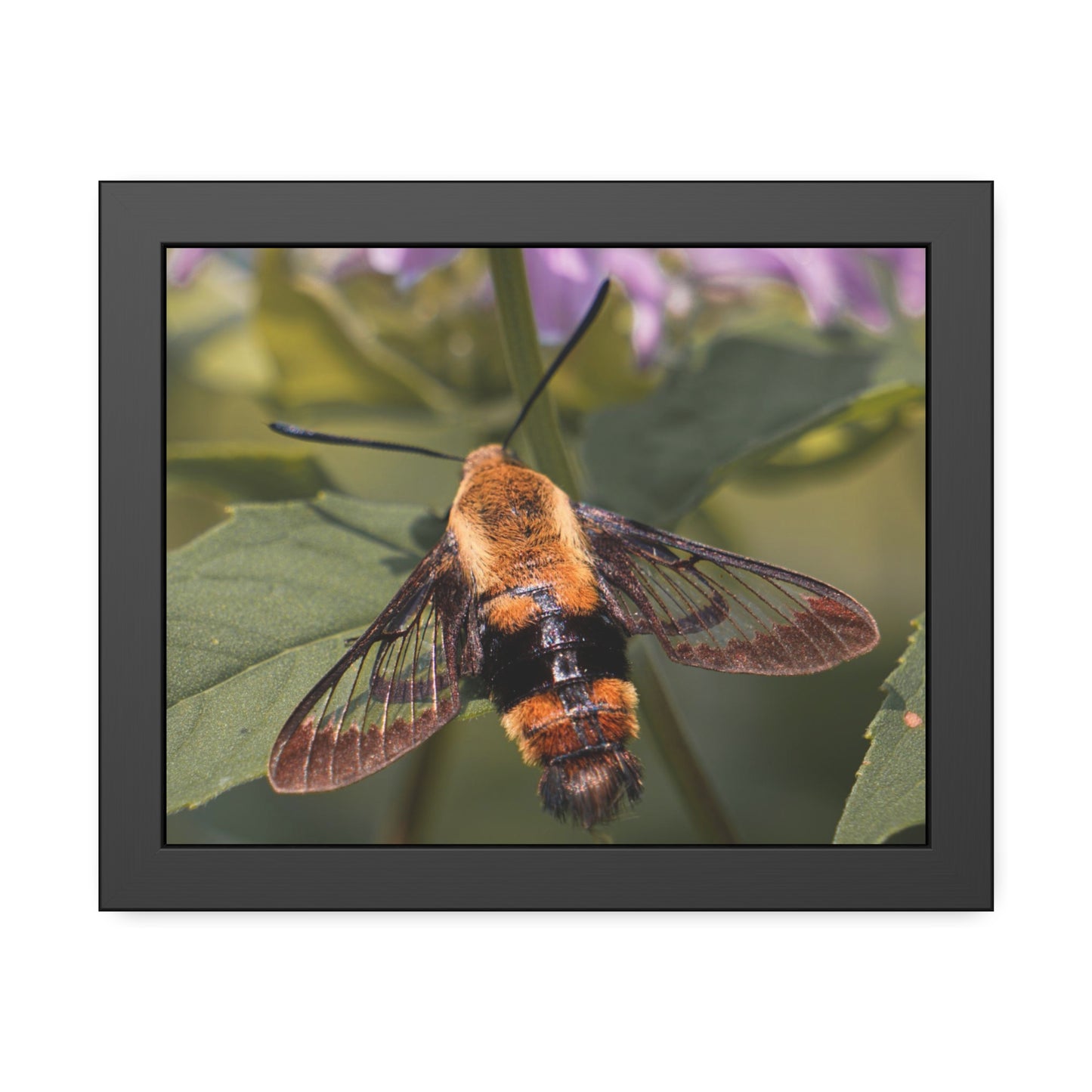 Sleeping Hummingbird Moth Framed Print | Nature Photography