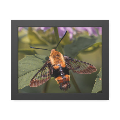 Sleeping Hummingbird Moth Framed Print | Nature Photography