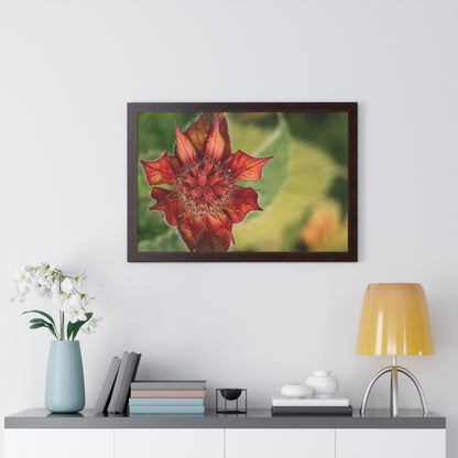 Fancy Red Bee Balm Flower Macro Framed Matte Print