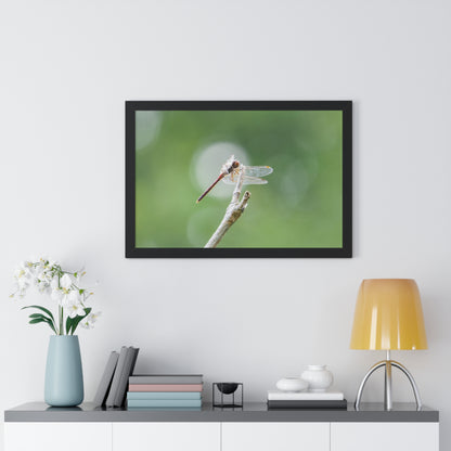 Dramatic Dragonfly Framed Matte Print