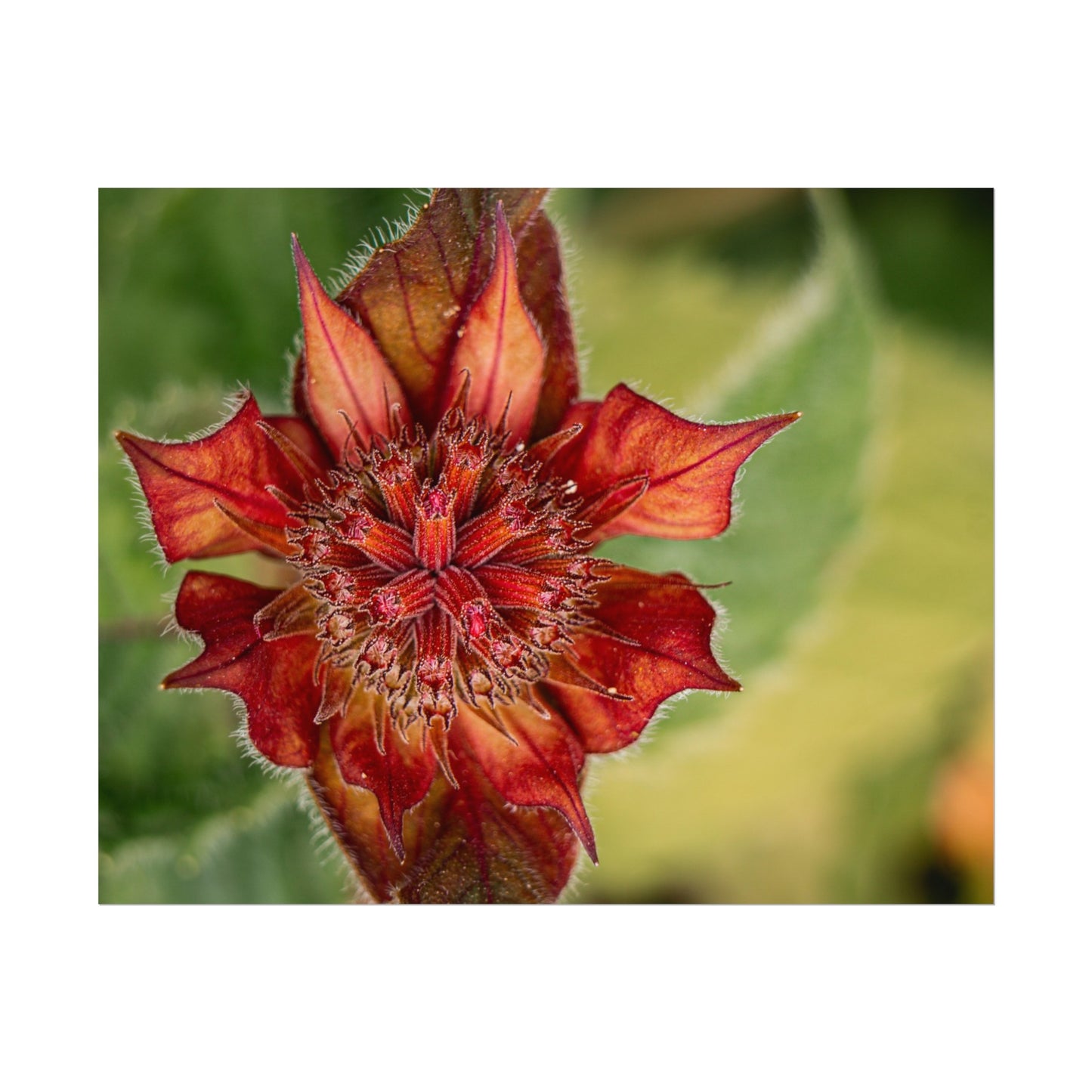 Fancy Red Bee Balm Flower Macro Fine Art Print