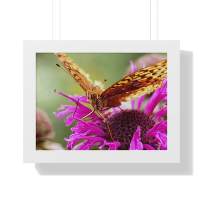 Fritillary Butterfly in Macro Framed Matte Print