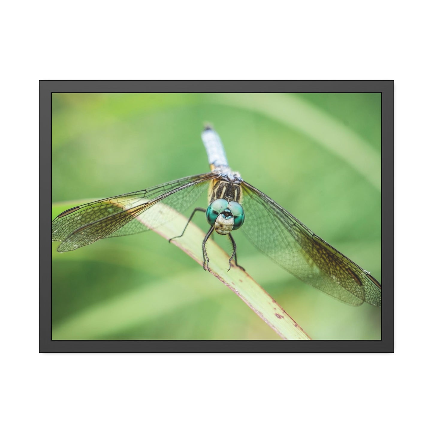 Macro Dragonfly Eyes Framed Print | Nature Photography