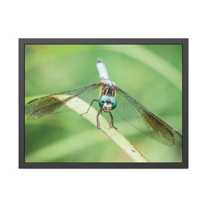 Macro Dragonfly Eyes Framed Print | Nature Photography