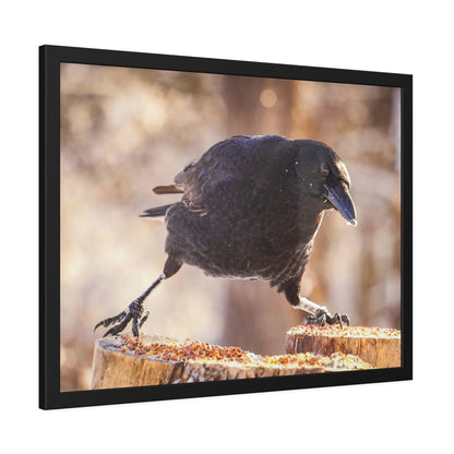 Crow Doing The Splits Framed Print | Nature Photography