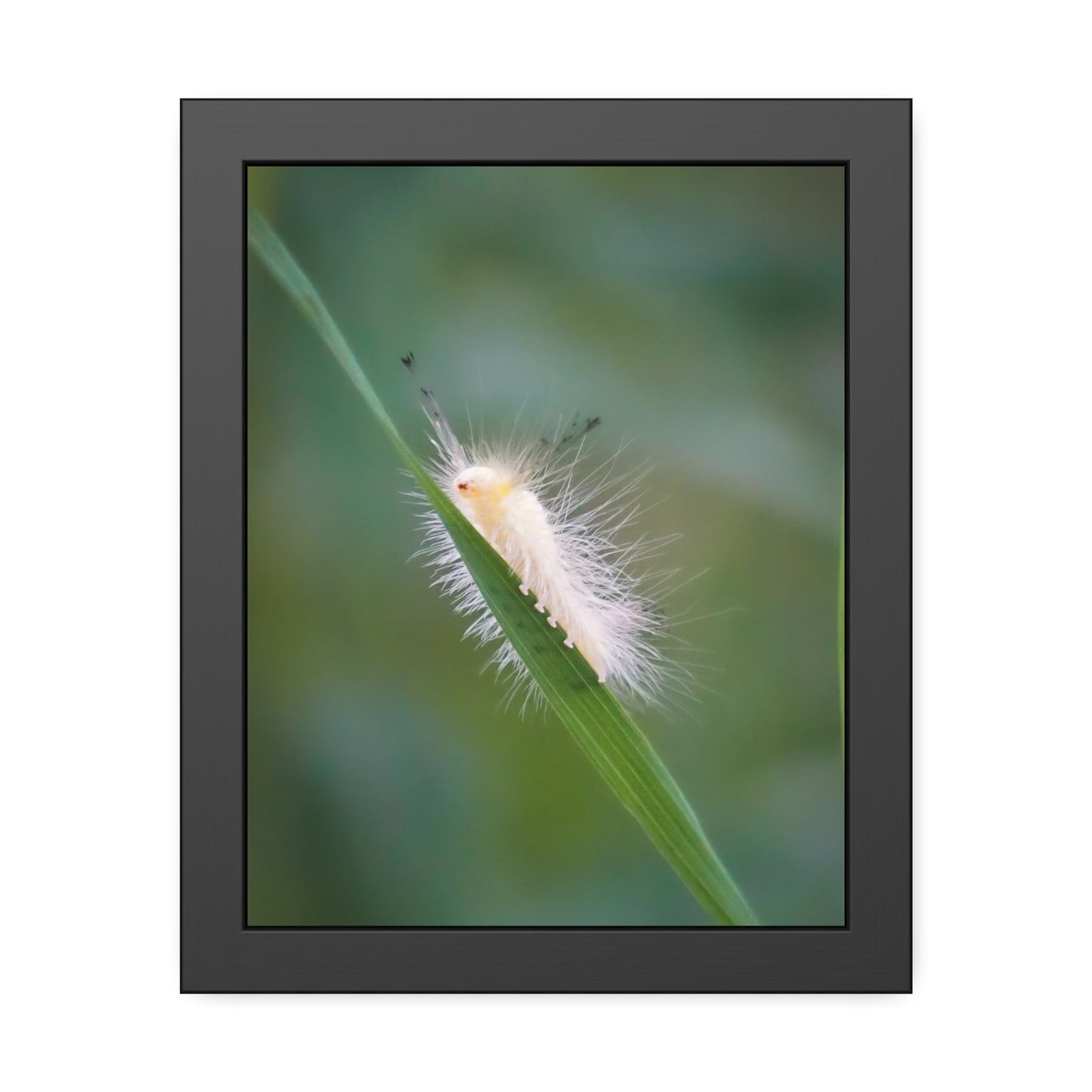 Fuzzy Feets Caterpillar Framed Print | Nature Photography