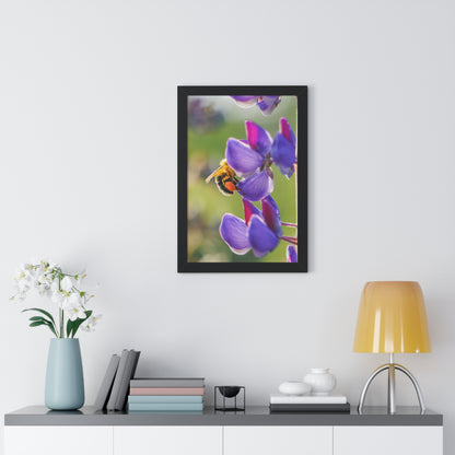 Bumble Bee Pollinates Lupine Flowers Framed Matte Print