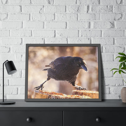 Crow Doing The Splits Framed Print | Nature Photography
