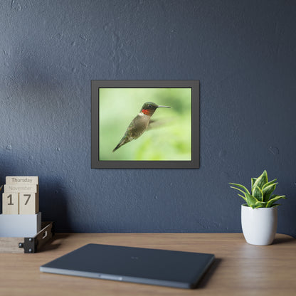 Hummingbird In-Flight Framed Print | Nature Photography