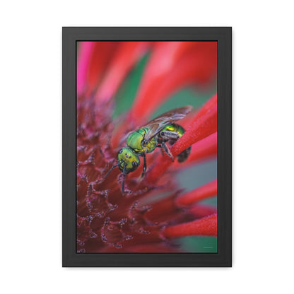 Beautiful Green Bee Framed Fine Art Photograph