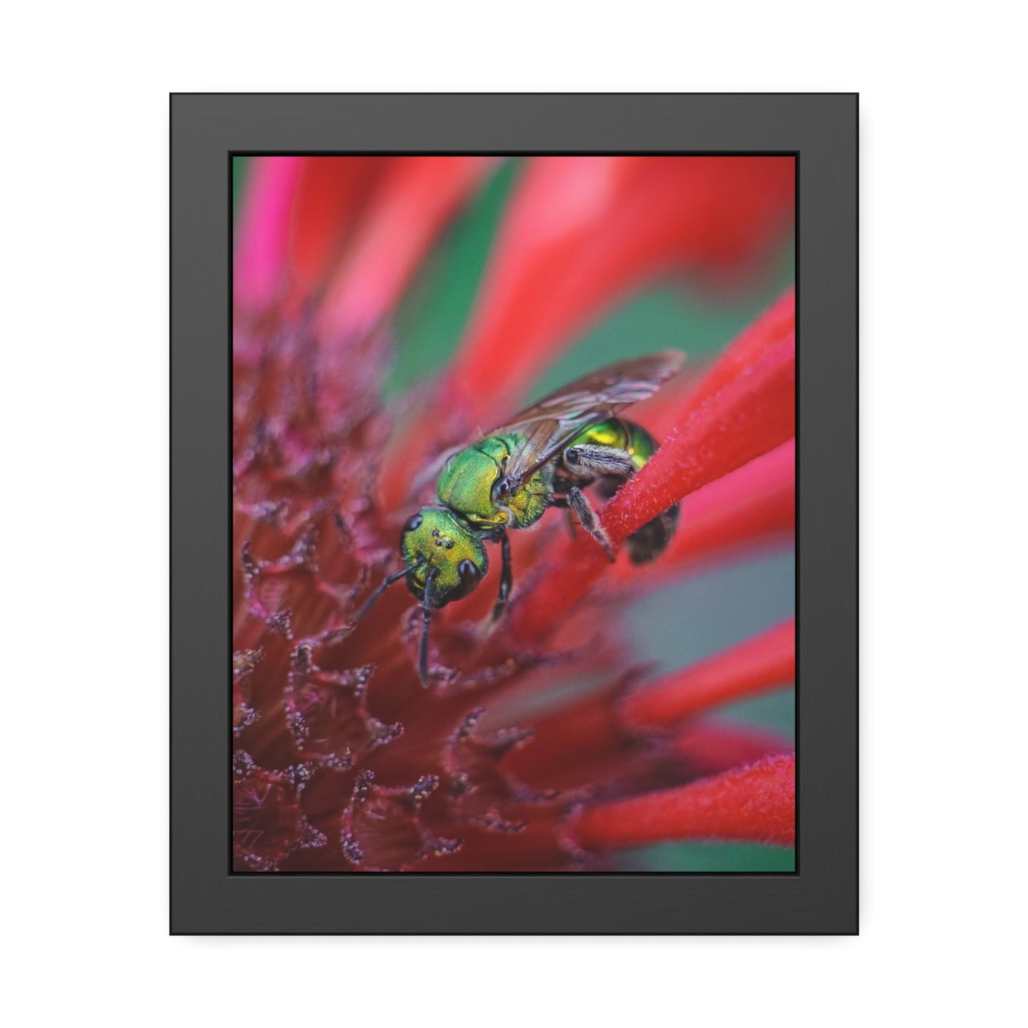 Beautiful Green Bee Framed Print | Nature Photography
